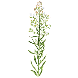 Vergerette du Canada en gélules (Erygeron canadensis)