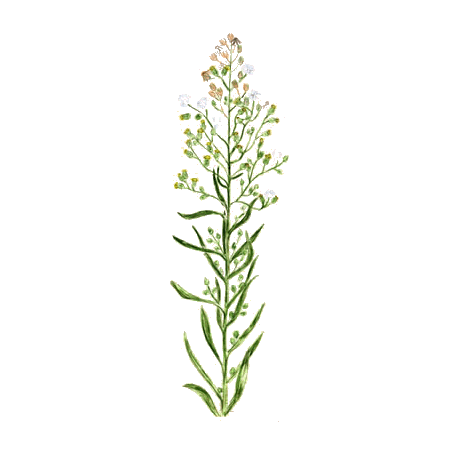 Vergerette du Canada en gélules (Erygeron canadensis)