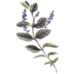 Véronique en gélules (Veronica officinalis)