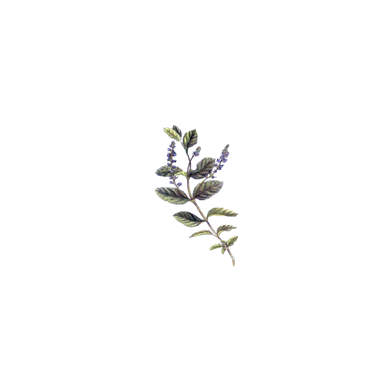 Véronique en gélules (Veronica officinalis)