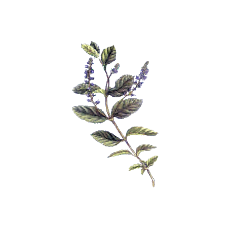 Véronique en gélules (Veronica officinalis)