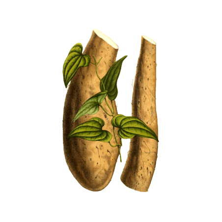 YAM Wild-Yam (Igname) extrait en gélules (Dioscorea villosa)