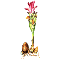 Racine de Zédoaire en gélules (Curcuma zedoaria)