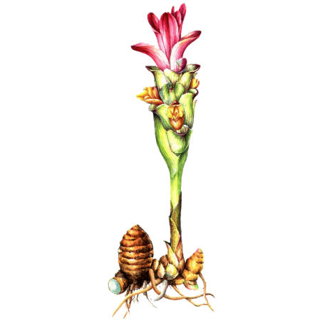 Racine de Zédoaire en gélules (Curcuma zedoaria)