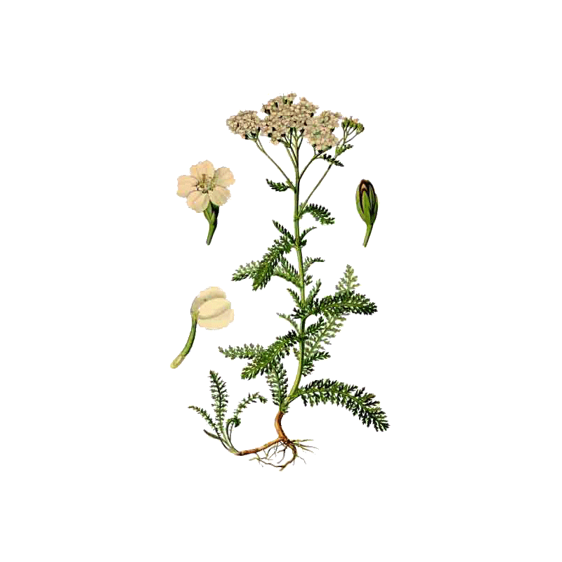 Huile essentielle Achillée Millefeuille Bio