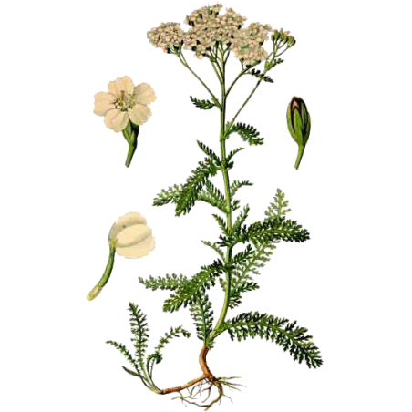 Huile essentielle Achillée Millefeuille Bio