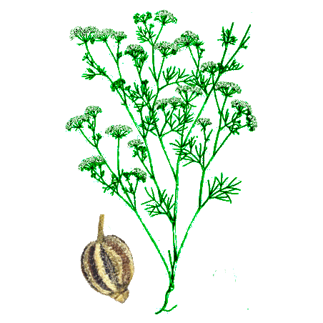 Huile essentielle Ajowan Sauvage (Trachyspermum ammi L.)