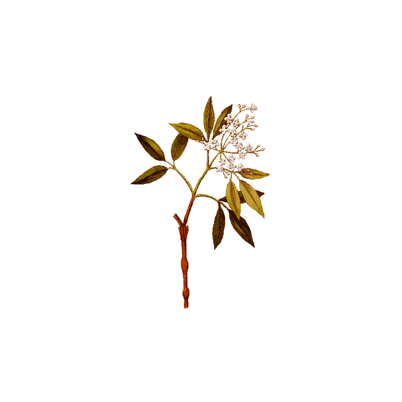 Huile essentielle Amyris Sauvage (Amyris balsamifera L.)