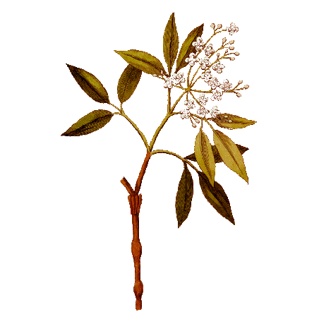Huile essentielle Amyris Sauvage (Amyris balsamifera L.)