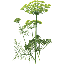 Huile essentielle Aneth Bio (Anethum graveolens L.)