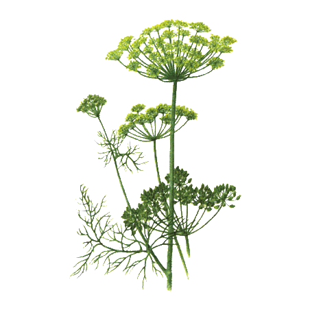 Huile essentielle Aneth Bio (Anethum graveolens L.)