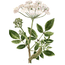 Huile essentielle Angélique Bio (Angelica archangelica L.)