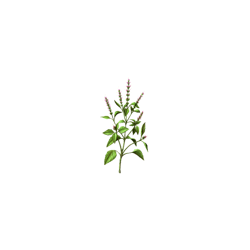 Huile essentielle Basilic Sacré sauvage (Ocimum sanctum)