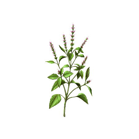 Huile essentielle Basilic Sacré sauvage (Ocimum sanctum)