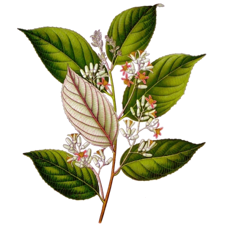 Huile essentielle de Benjoin Bio (Styrax tonkinensis Craib.)