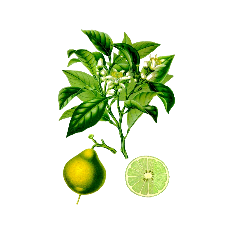 Huile essentielle de Bergamote Bio (Citrus bergamia R.P.)