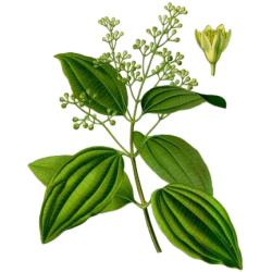 Bois de Rose Bio