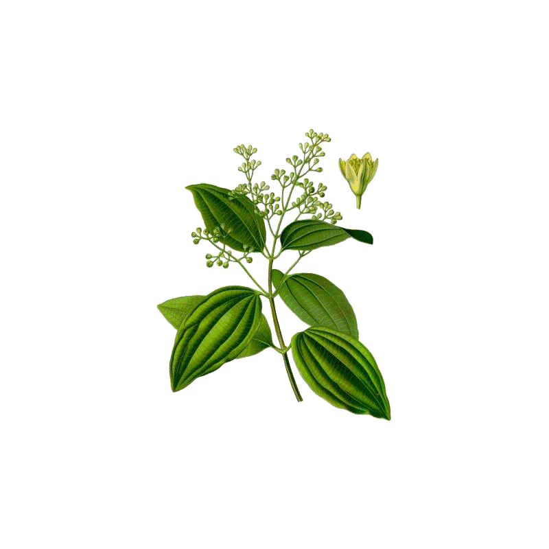Bois de Rose Bio