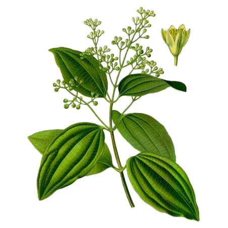 Bois de Rose Bio