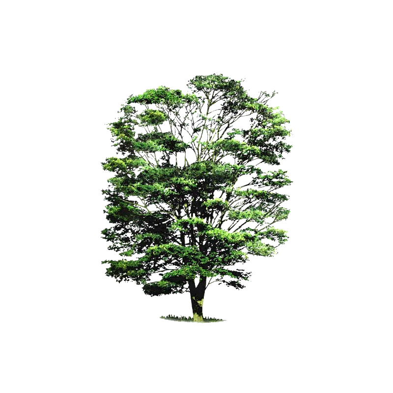 Huile essentielle de Cabreuva (Myrocarpus fastigiatus)