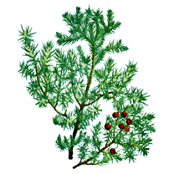 Huile essentielle de bois de Cade Bio (Juniperus oxycedrus L.)