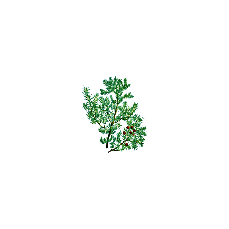 Huile essentielle de bois de Cade Bio (Juniperus oxycedrus L.)
