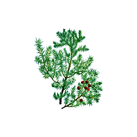 Huile essentielle de bois de Cade Bio (Juniperus oxycedrus L.)