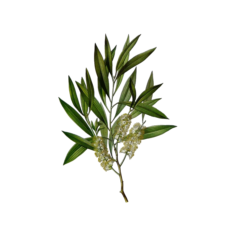 Huile essentielle de Cajeput bio (Melaleuca leucadendron L.)