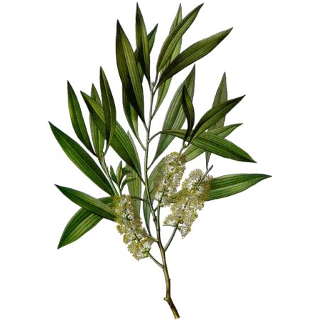 Huile essentielle de Cajeput bio (Melaleuca leucadendron L.)