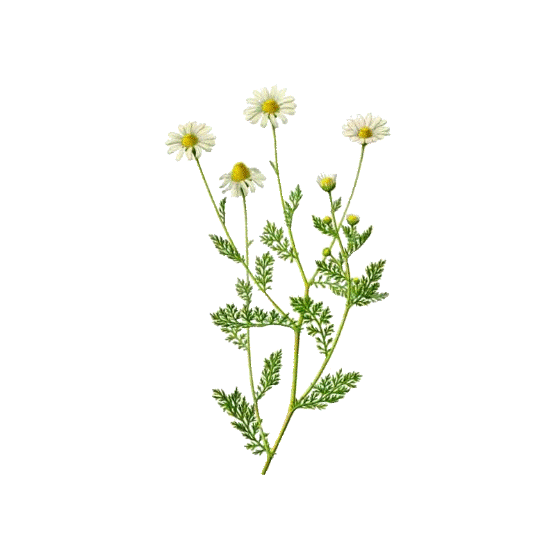 Huile essentielle de Camomille Romaine Bio (Anthemis nobilis L.)