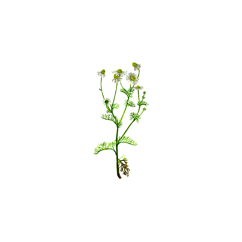 Huile essentielle Camomille sauvage Bio (Ormenis mixta var. multicaulis)