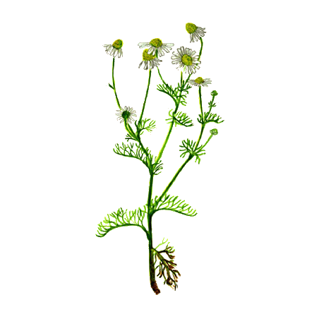Huile essentielle Camomille sauvage Bio (Ormenis mixta var. multicaulis)