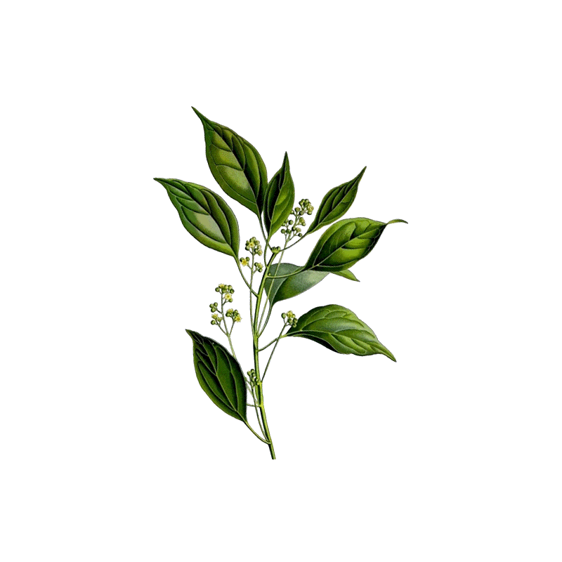 Huile essentielle Camphre Bois Sauvage (Cinnamomum camphora L.)