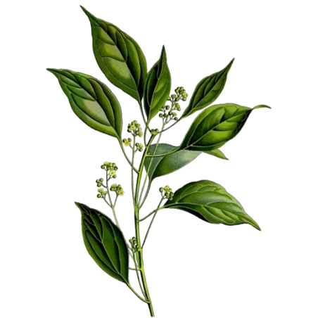 Huile essentielle Camphre Bois Sauvage (Cinnamomum camphora L.)