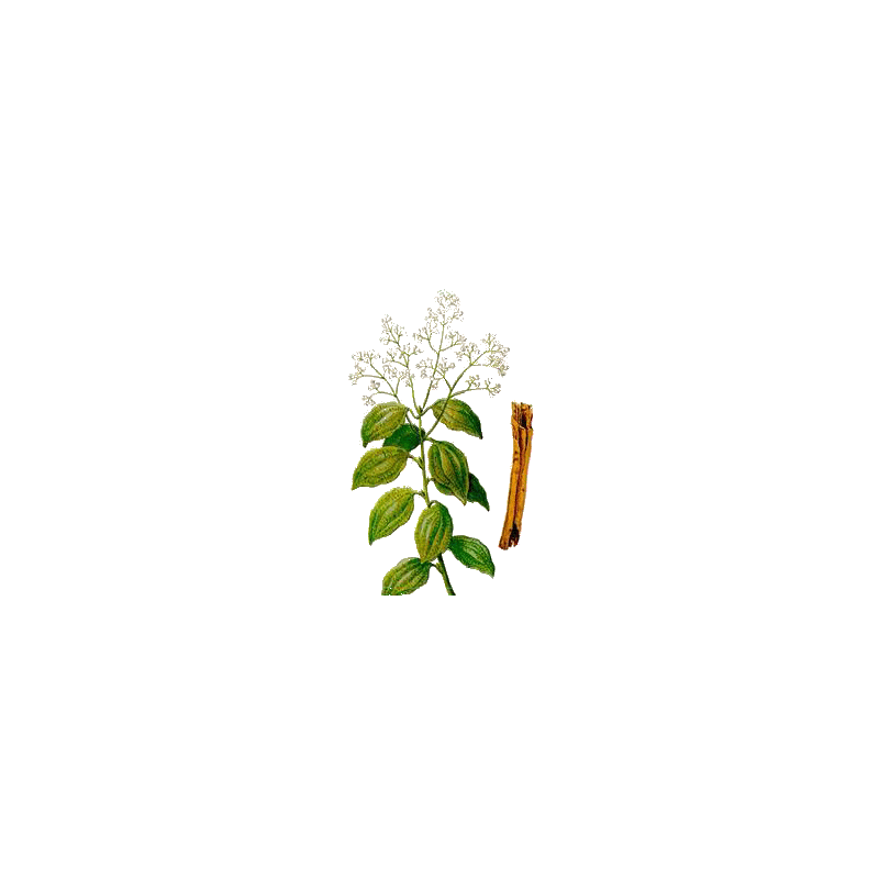 Huile essentielle de Cannelle de Ceylan Bio (Cinnamomum zeylanicum B.)