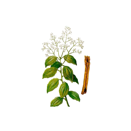 Huile essentielle de Cannelle de Ceylan Bio (Cinnamomum zeylanicum B.)