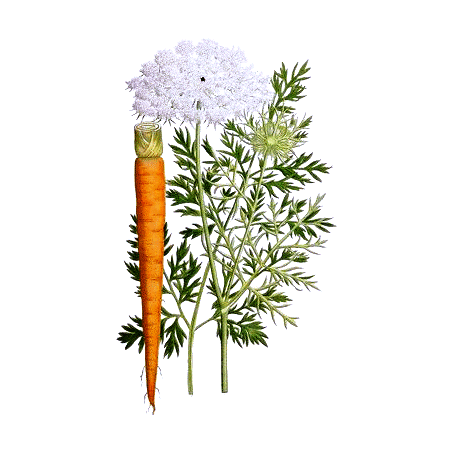 Huile essentielle de Carotte sauvage Bio (Daucus carota L.)