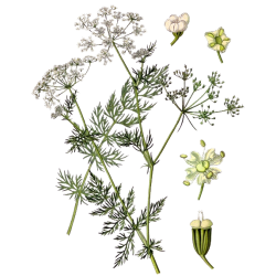 Huile essentielle de Carvi bio (Carum carvi L.)