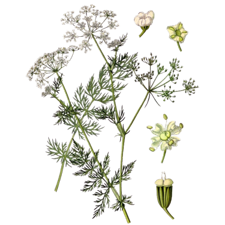 Huile essentielle de Carvi bio (Carum carvi L.)