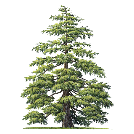 Huile essentielle de Cèdre de l'Atlas bio (Cedrus atlantica Manet)