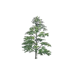 Huile essentielle Cèdre de l'Himalaya sauvage (Cedrus deodora)