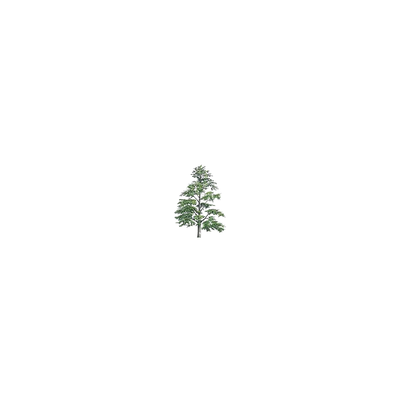 Huile essentielle Cèdre de l'Himalaya sauvage (Cedrus deodora)