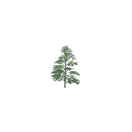 Huile essentielle Cèdre de l'Himalaya sauvage (Cedrus deodora)