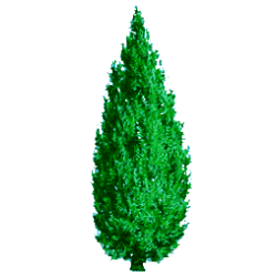 Huile essentielle Cèdre de Virginie sauvage (Juniperus virginiana)