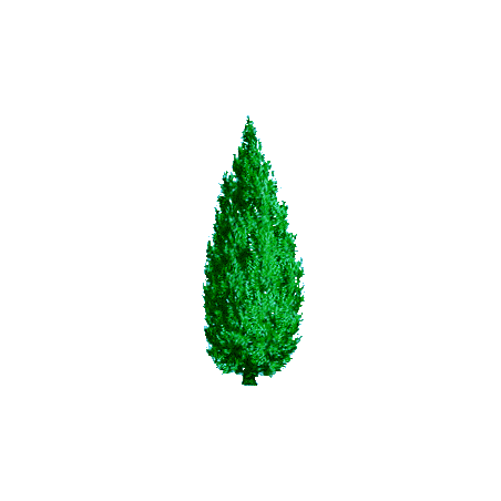 Huile essentielle Cèdre de Virginie sauvage (Juniperus virginiana)