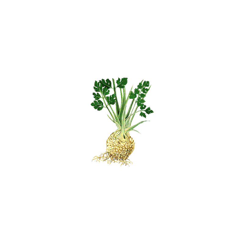 Huile essentielle de Céleri Culture (Apium graveolens)
