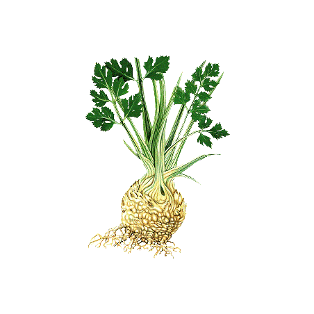 Huile essentielle de Céleri Culture (Apium graveolens)
