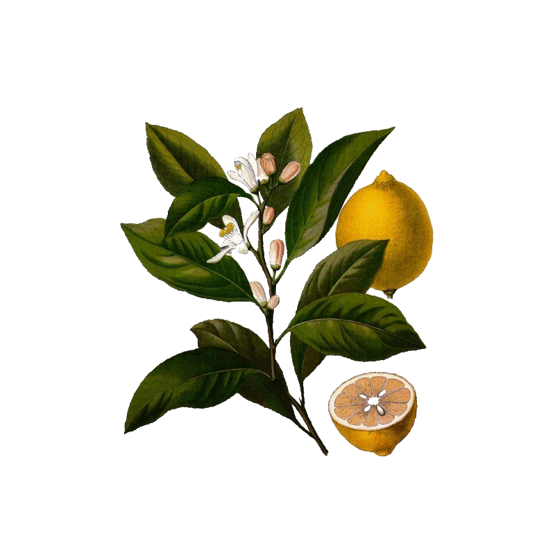 Huile essentielle de Citron bio (Citrus limonum)