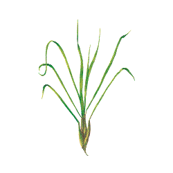 Huile essentielle de Citronnelle de Java bio (Cymbopogon winterianus Jowitt)