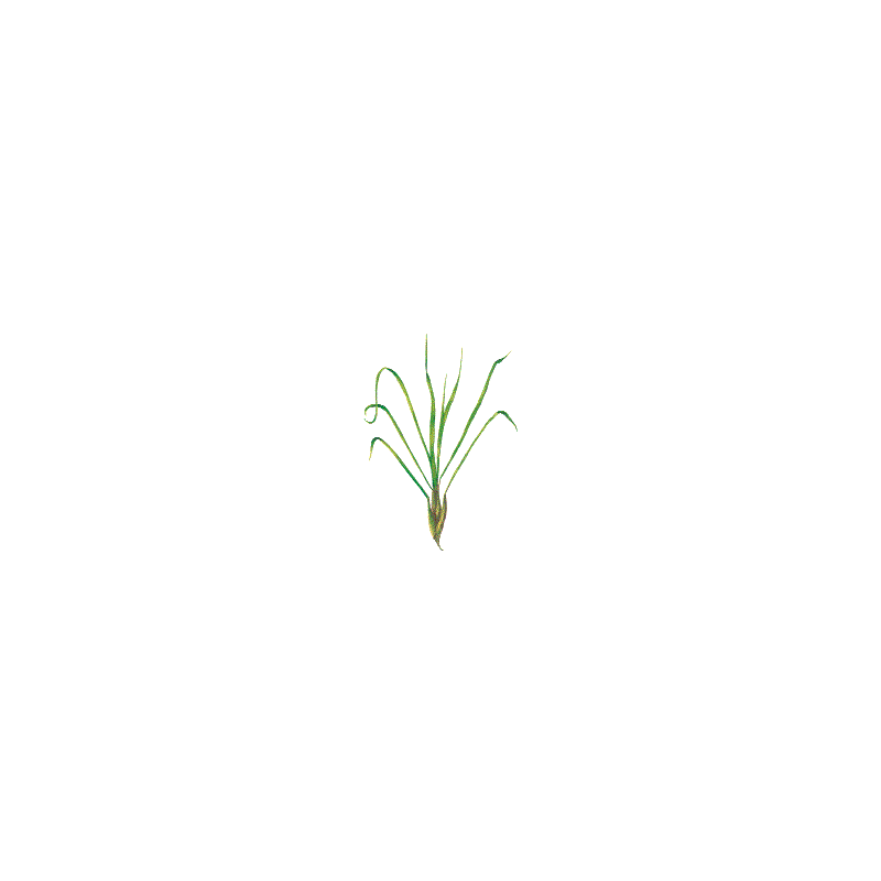 Huile essentielle de Citronnelle de Java bio (Cymbopogon winterianus Jowitt)